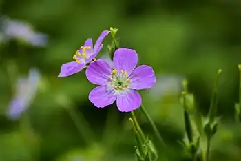 Geranium maculatum