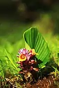 Wild Turmeric flowers of Gaganbawada