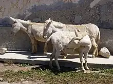 a small woolly white donkey fitted with a pack-saddle