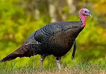 Eastern wild turkey