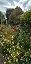 Wildflower meadow using verge on St Peter's Lane, planted by local resident