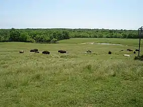 a herd of bison on a rolling prairie, with water