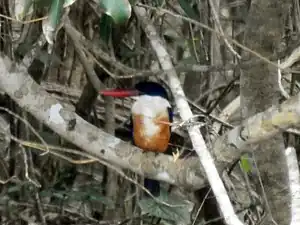 Black-capped kingfisher