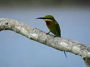 Blue-tailed bee-eater