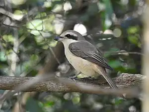 Brown shrike