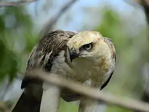 Changeable hawk-eagle