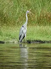 Grey heron