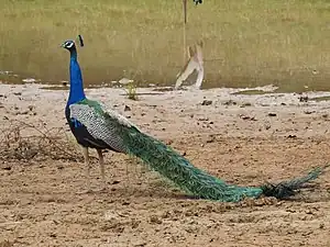 Indian peafowl