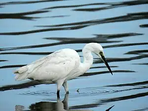 Cattle egret