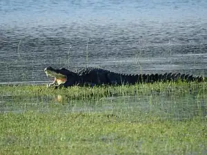 Mugger crocodile