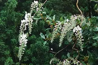 Glycine (Wisteria)