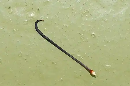 Hooked spine of Mammillaria balsasoides