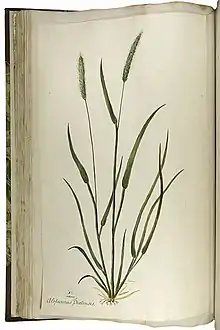 Botanical illustration