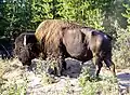 Wood bison (not pure) in Wood Buffalo National Park