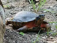 A wood turtle lifting its head slightly while on rocky soil.