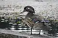 A female at Yellow Lake in Washington state