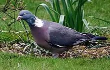 Common wood-pigeon