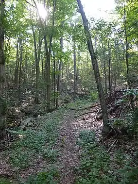 Forest trail