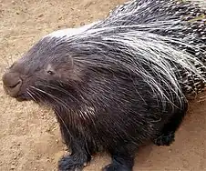 Porcupine