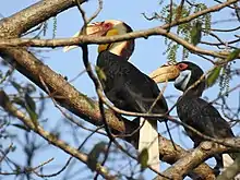 Wreathed hornbills. The national park is a good spot for birdwatching, with several rare or threatened species adapted to the special habitat here.