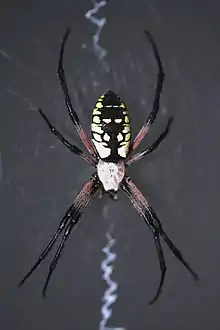 Female Writing Spider (Argiope aurantia)