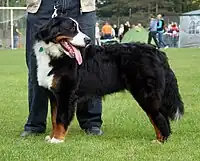 Bernese Mountain Dog standing