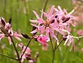 Ragged robin