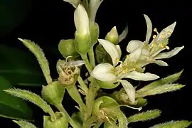 open flowers, standard petals nearest