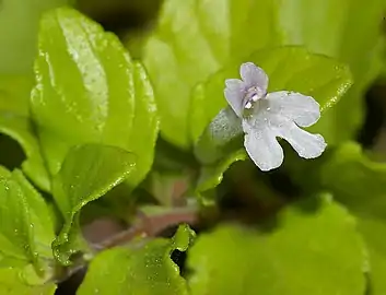 Flower close-up