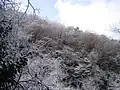 Frost on trees near the top of Mount Yajuro