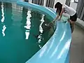 A researcher feeding a finless porpoise