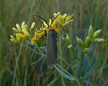 Yellow-collared scape moth