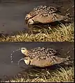 Pair drinking water (Masai Mara)