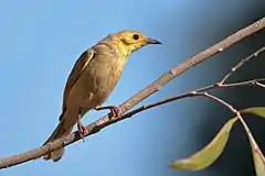 Ptilotula flavescens, Gregory River, Queensland