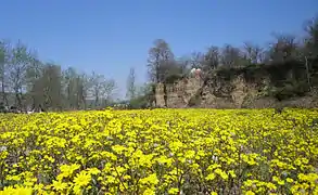 Yellow Flowers and Jungle