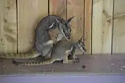 Female rock wallaby with young