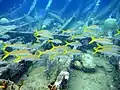 Goatfish on Benwood wreck