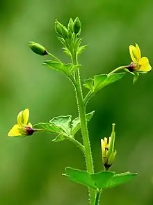 Jakhya plant