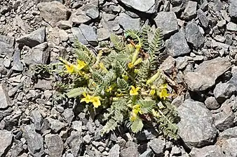 Sparse alpine vegetation, Jun '18