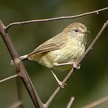 Yellow thornbill (Acanthiza nana)