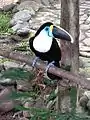 A Ramphastos tucanus at the toucan exhibit