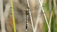 Young male colouring is similar to female