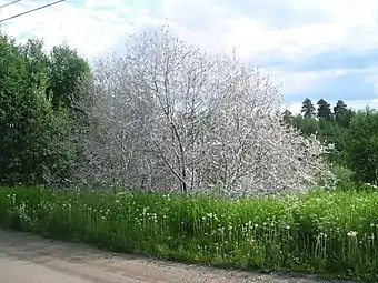 Tree stripped of foliage and covered in caterpillar silk