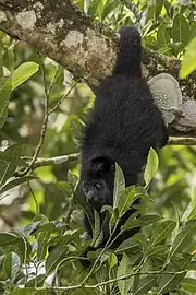 feeding, Belize