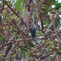 The vent area can be seen in this view. This species is sometimes referred to as the "red-vented woodpecker".