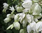 Yucca flaccida can be identified by its pubescent inflorescence branches