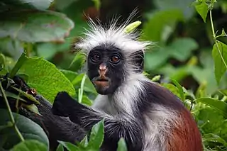 Kirk's red colobus of Zanzibar, Procolobus kirkii, taken in Jozani Chwaka Bay National Park.