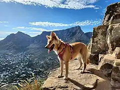 A two year old dog of unknown parentage, possibly Australian Shepherd and Golden Retriever.