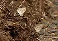 Zebra blue butterflies on elephant dung Tamil Nadu, India