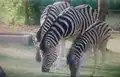 Zebras